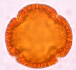 citr aura aceto 4